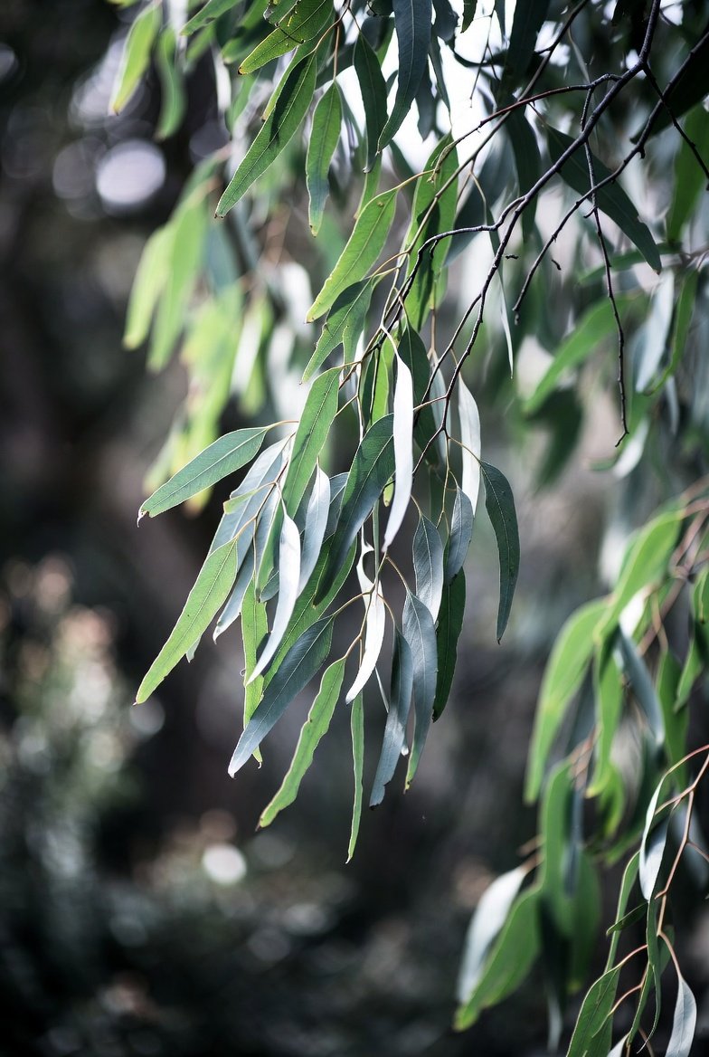 Eucalyptus